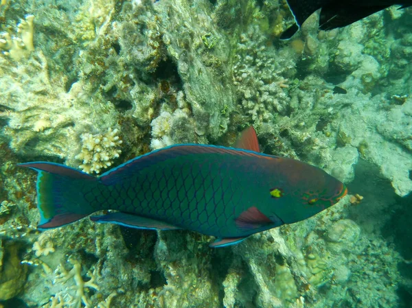 Schwarzer Papageifisch Dusky Parrotfish Scarus Niger — Fotografia de Stock