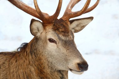 Rothirsch / Red deer / Cervus elaphus