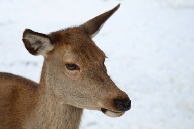 Rothirsch / Red deer / Cervus elaphus