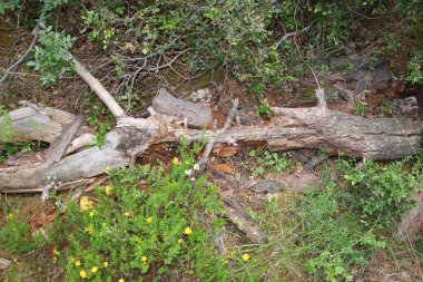 Samos - Griechenland - Olivenbaum / Samos - Greece - Olive tree / 