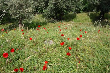 Samos - Griechenland / Samos - Greece /