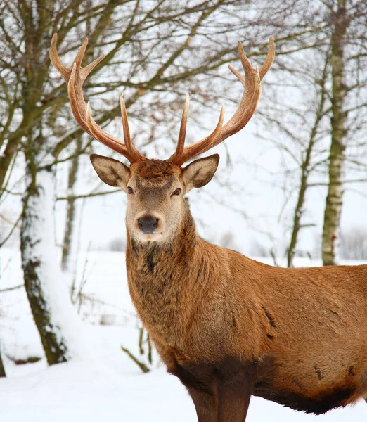 Rothirsch Red Deer Cervus Elaphus — ストック写真