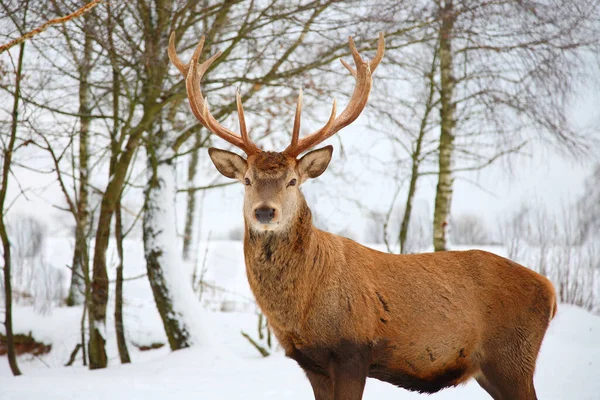 Rothirsch Red Deer Cervus Elaphus — 스톡 사진