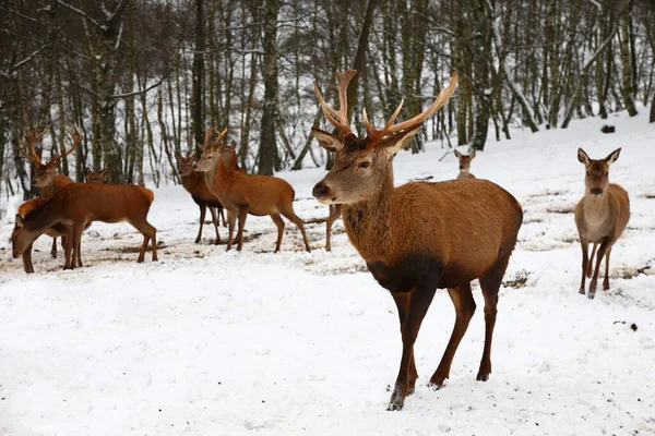 Rothirsch Red Deer Cervus Elaphus — 스톡 사진