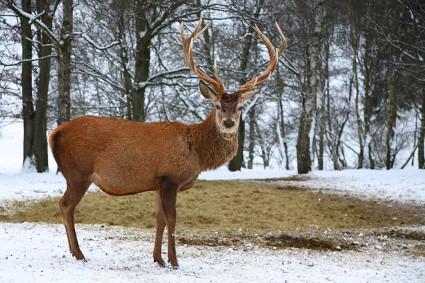 Rothirsch Red Deer Cervus Elaphus — 스톡 사진