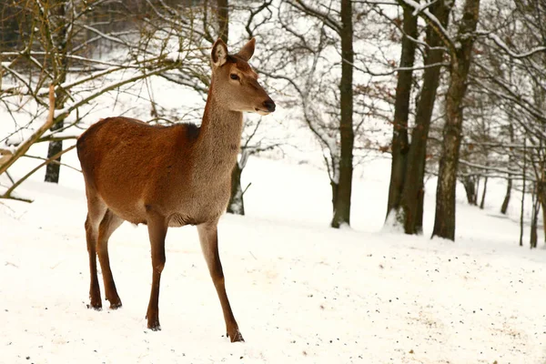 Rothirsch Red Deer Cervus Elaphus — ストック写真
