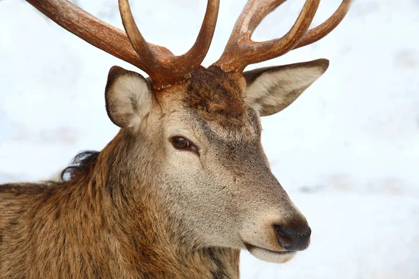 Rothirsch Red Deer Cervus Elaphus — 스톡 사진