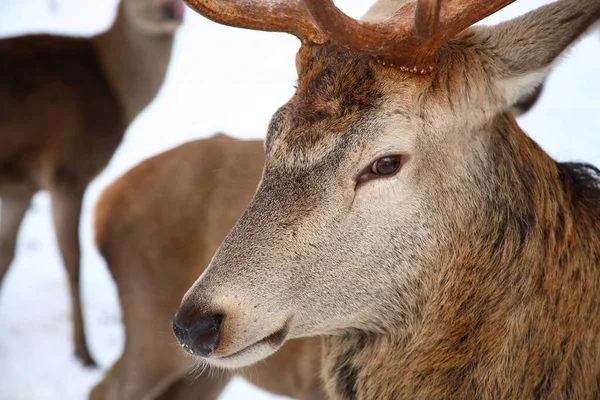 Rothirsch Red Deer Cervus Elaphus — 스톡 사진