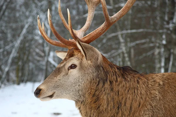 Rothirsch Red Deer Cervus Elaphus — 스톡 사진