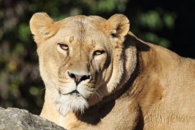 African Lion / Panthera Leo