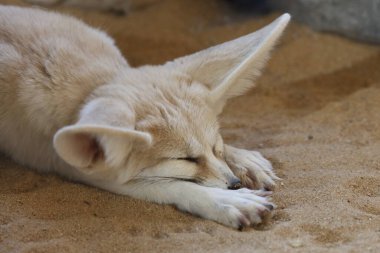 Fennek / Fennec Fox / Vulpes zerda - Fennecus zerda