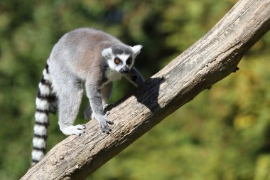 Katta / Ring-tailed Lemur / Lemur catta