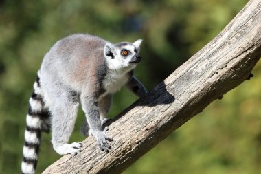 Katta / Ring-tailed Lemur / Lemur catta