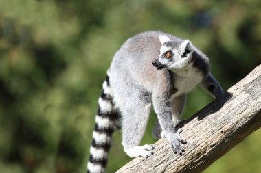 Katta / Ring-tailed Lemur / Lemur catta