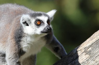 Katta / Ring-tailed Lemur / Lemur catta