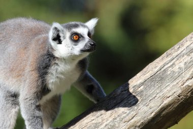 Katta / Ring-tailed Lemur / Lemur catta