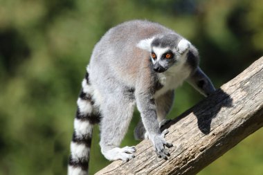 Katta / Ring-tailed Lemur / Lemur catta