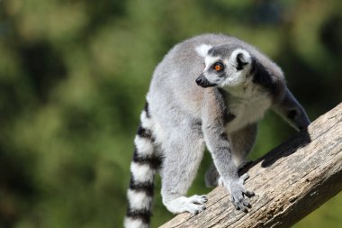 Katta / Ring-tailed Lemur / Lemur catta
