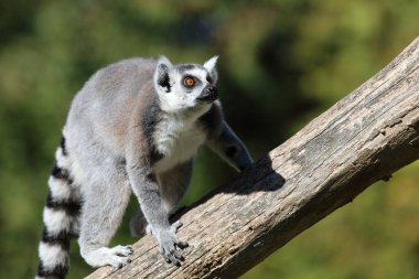 Katta / Ring-tailed Lemur / Lemur catta