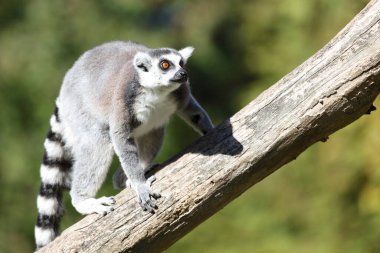 Katta / Ring-tailed Lemur / Lemur catta
