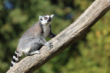 Katta / Ring-tailed Lemur / Lemur catta