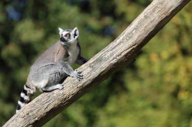 Katta / Ring-tailed Lemur / Lemur catta
