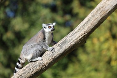 Katta / Ring-tailed Lemur / Lemur catta