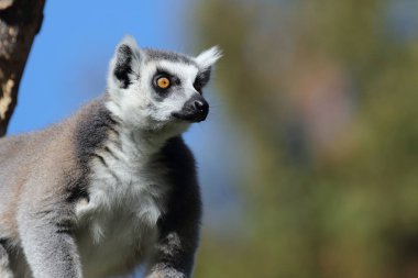 Katta / Ring-tailed Lemur / Lemur catta