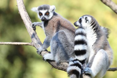 Katta / Ring-tailed Lemur / Lemur catta