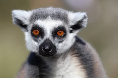 Katta / Ring-tailed Lemur / Lemur catta