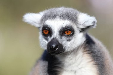 Katta / Ring-tailed Lemur / Lemur catta