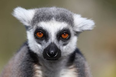Katta / Ring-tailed Lemur / Lemur catta