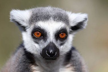 Katta / Ring-tailed Lemur / Lemur catta