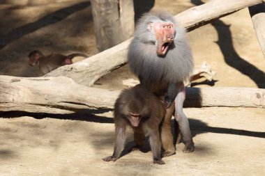 Mantelpavian / Hamadryas Baboon / Papio hamadryas