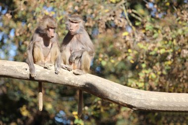 Mantelpavian / Hamadryas Baboon / Papio hamadryas