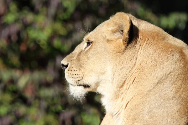 African Lion Panthera Leo — 스톡 사진