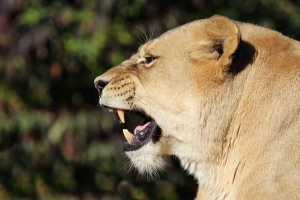 African Lion Panthera Leo — Stock Photo, Image