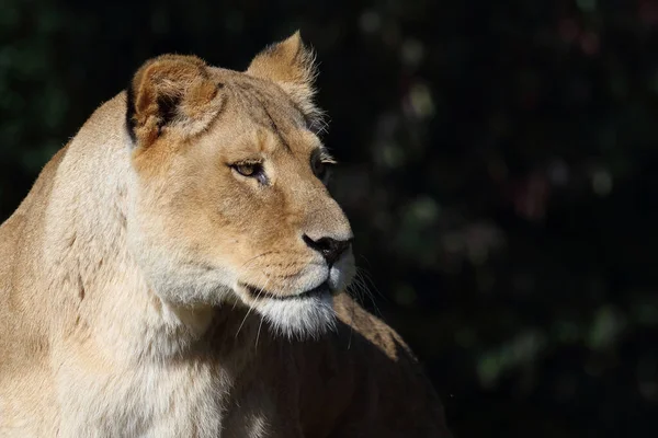 African Lion Panthera Leo — 스톡 사진