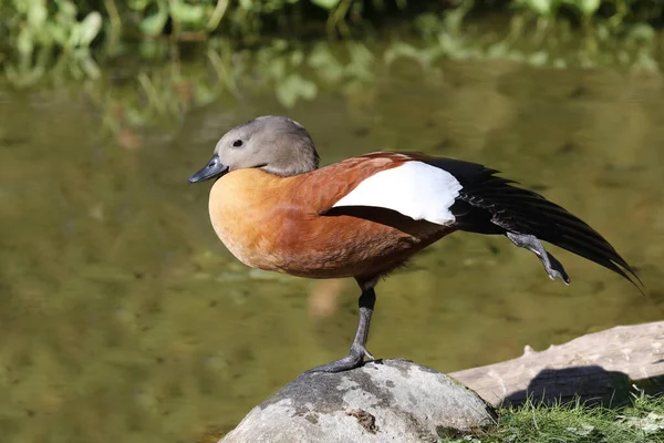 Graukopfkasarka South African Shelduck Tadorna Cana — Stock Fotó