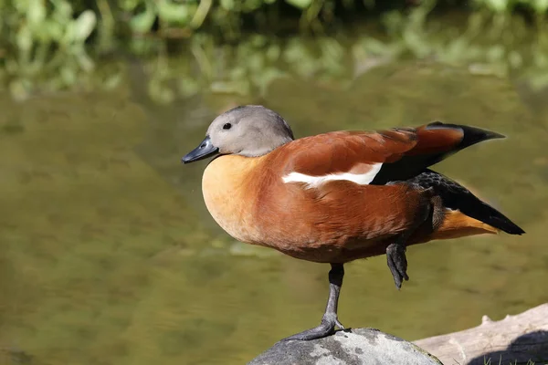 Graukopfkasarka South African Shelduck Tadorna Cana — Photo