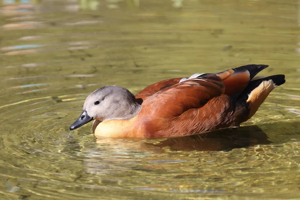 Graukopfkasarka South African Shelduck Tadorna Cana — 스톡 사진