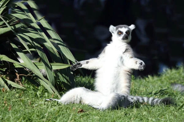 Katta Ring Tailed Lemur Lemur Catta — Φωτογραφία Αρχείου