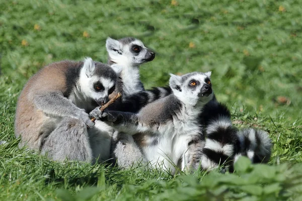 Katta Ring Tailed Lemur Lemur Catta — стоковое фото