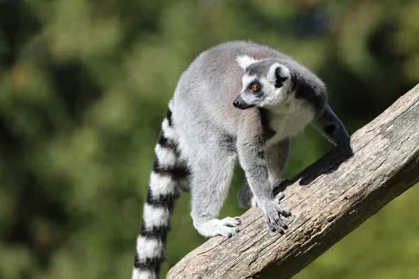 Katta Ring Tailed Lemur Lemur Catta — Stockfoto