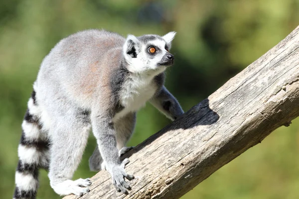 Katta Ring Tailed Lemur Lemur Catta —  Fotos de Stock