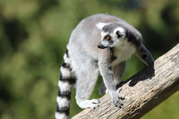 Katta Ring Tailed Lemur Lemur Catta — Stockfoto