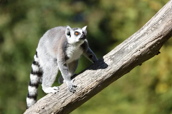 Katta / Ring-tailed Lemur / Lemur catta