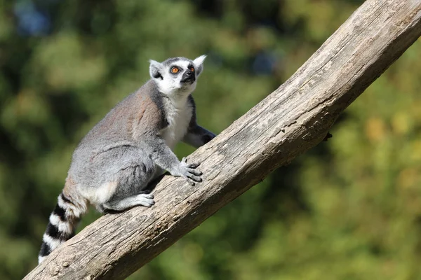 Katta / Ring-tailed Lemur / Lemur catta