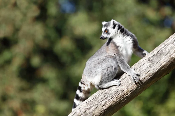 Katta Ring Tailed Lemur Lemur Catta — Stockfoto