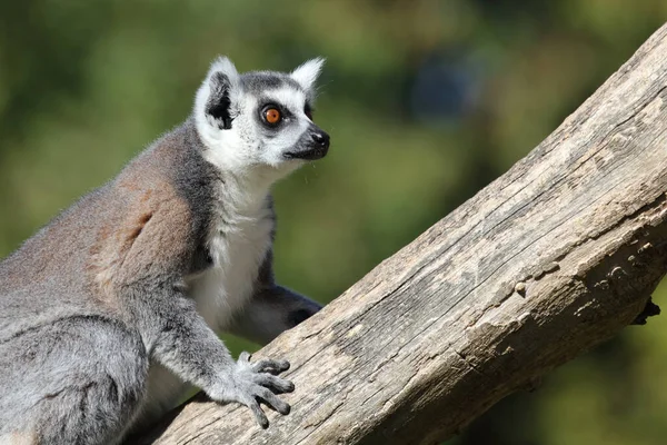 Katta Ring Tailed Lemur Lemur Catta — Stock Photo, Image